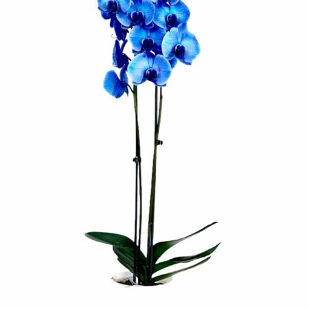 Neptuno orquídea azul