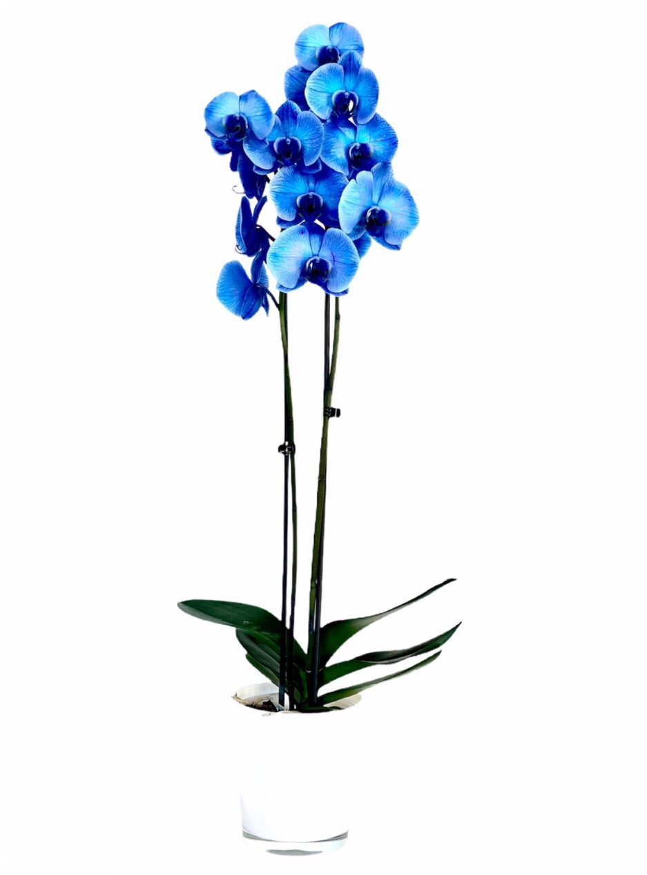 Neptuno orquídea azul
