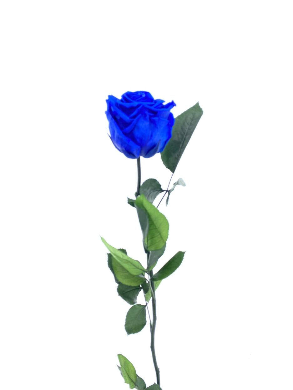 Bleu Rosa eterna azul
