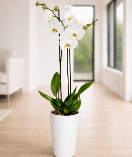 Mercurio - Orquídea Blanca