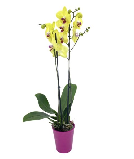Urano - Orquídea Amarilla