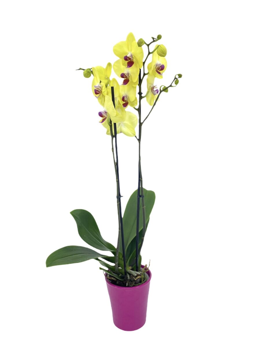 Urano - Orquídea Amarilla