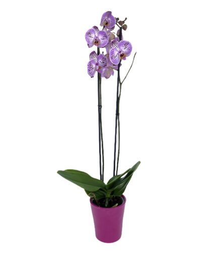 Saturno - Orquídea Bicolor Rosa y Blanca