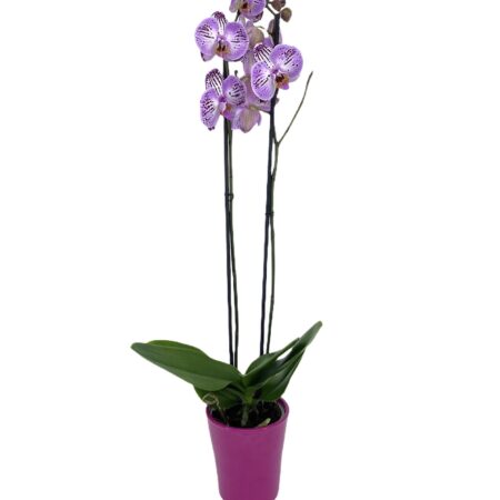Saturno - Orquídea Bicolor Rosa y Blanca