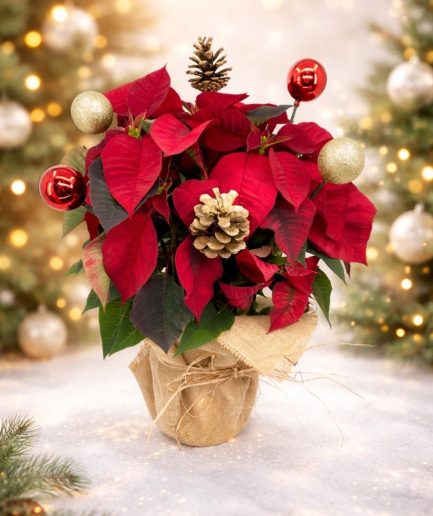 Lucky - Christmas Flower Pascuero - Poinsettia Plant