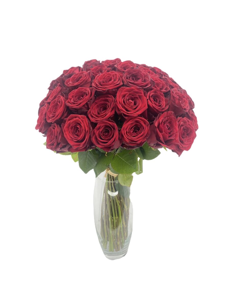 Rosas Short - 24 Rosas rojas de 50cm