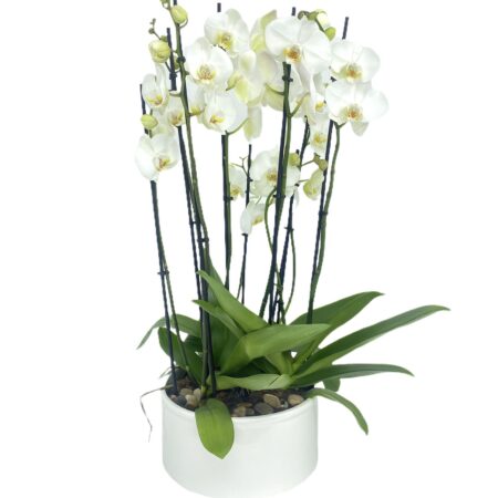 Constelación - centro de orquídeas blancas en base
