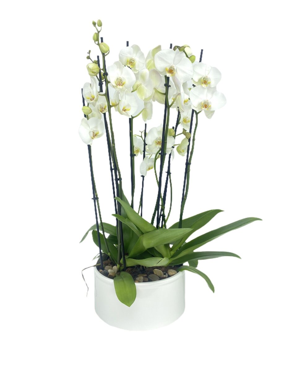 Constelación - centro de orquídeas blancas en base