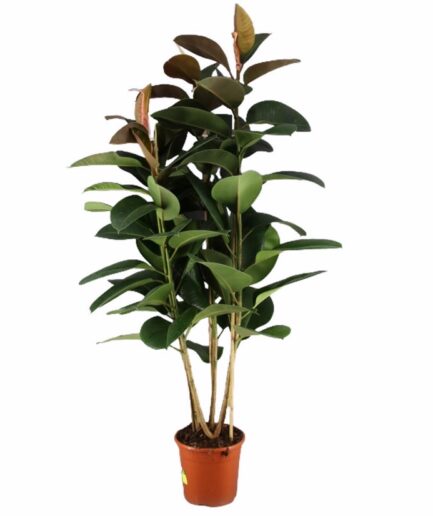 Plantas de hogar - Ficus Robusta 3 tallos