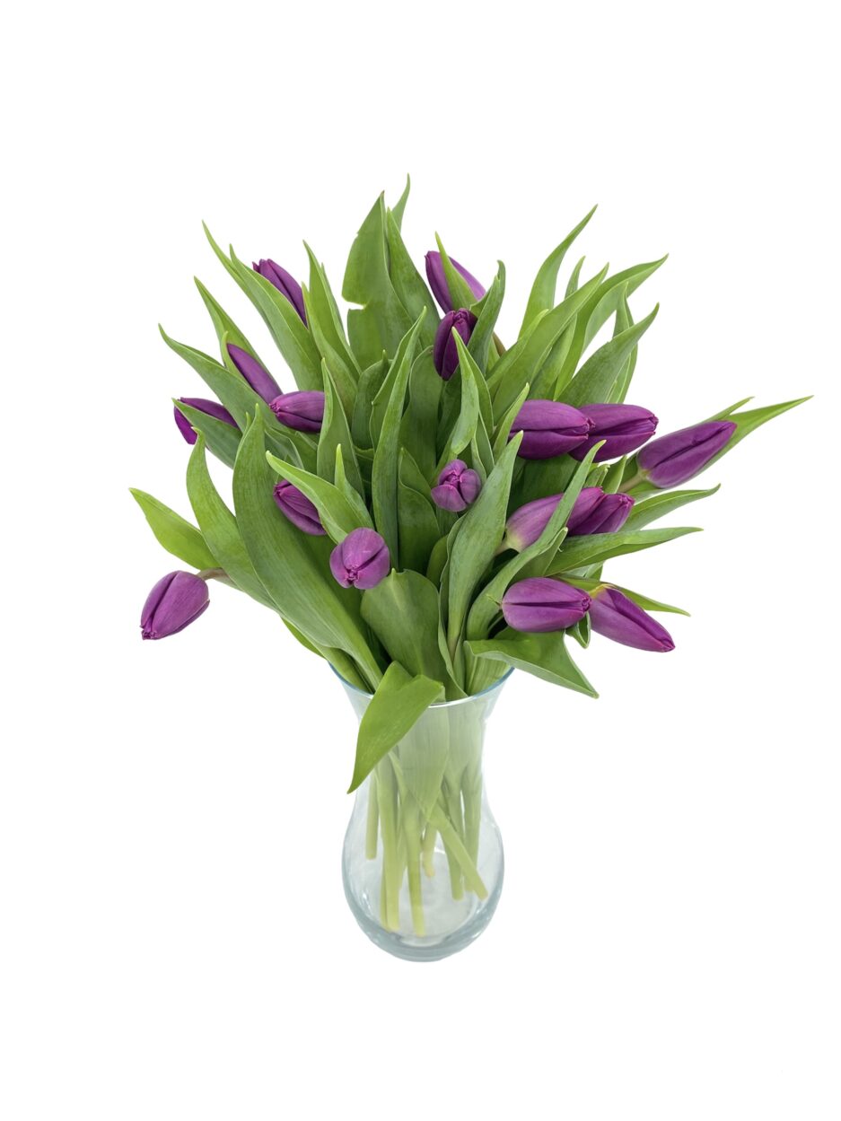 Cumplido - Ramo 20 tulipanes morados