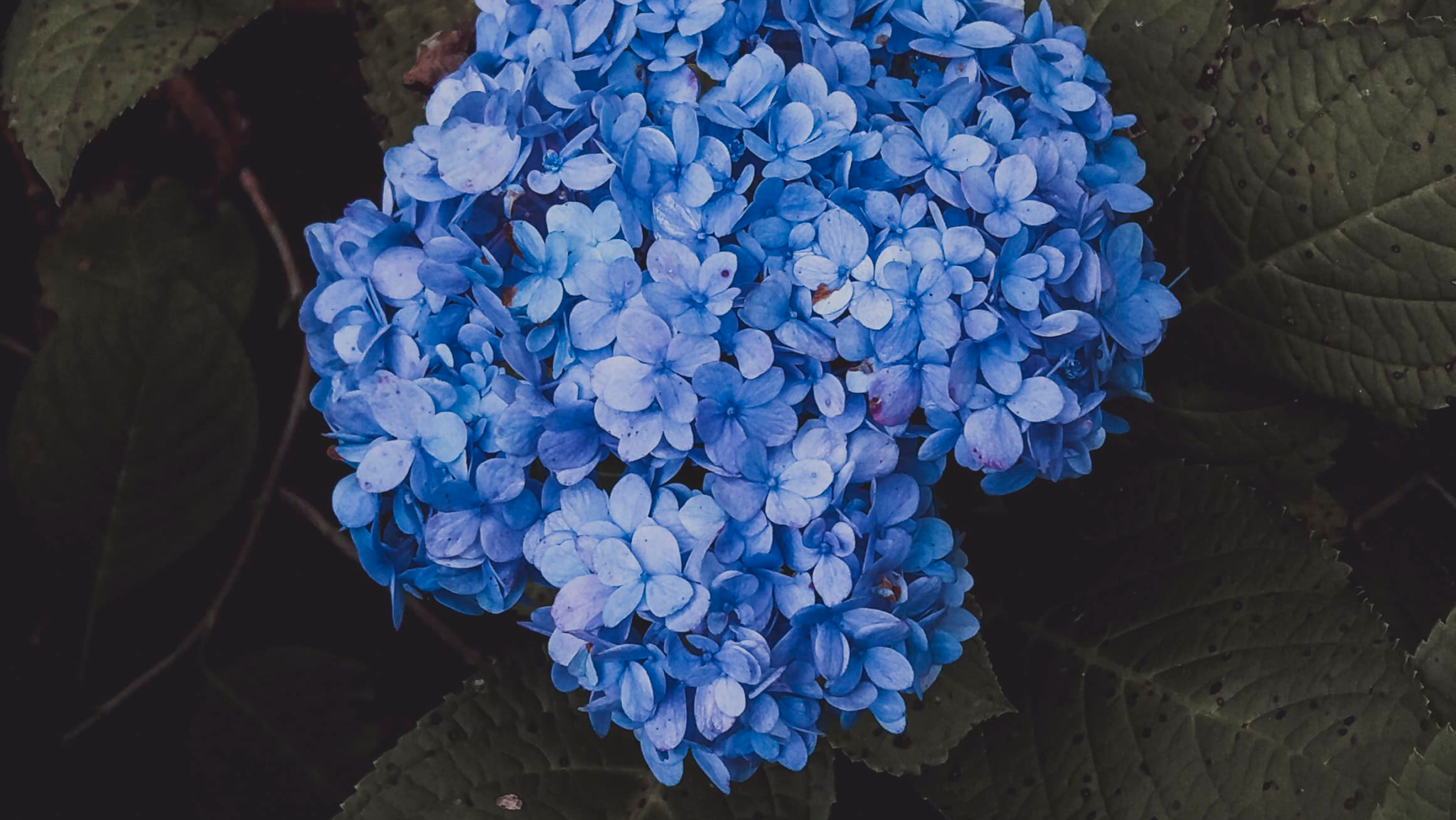 Foto con una hortensia azul