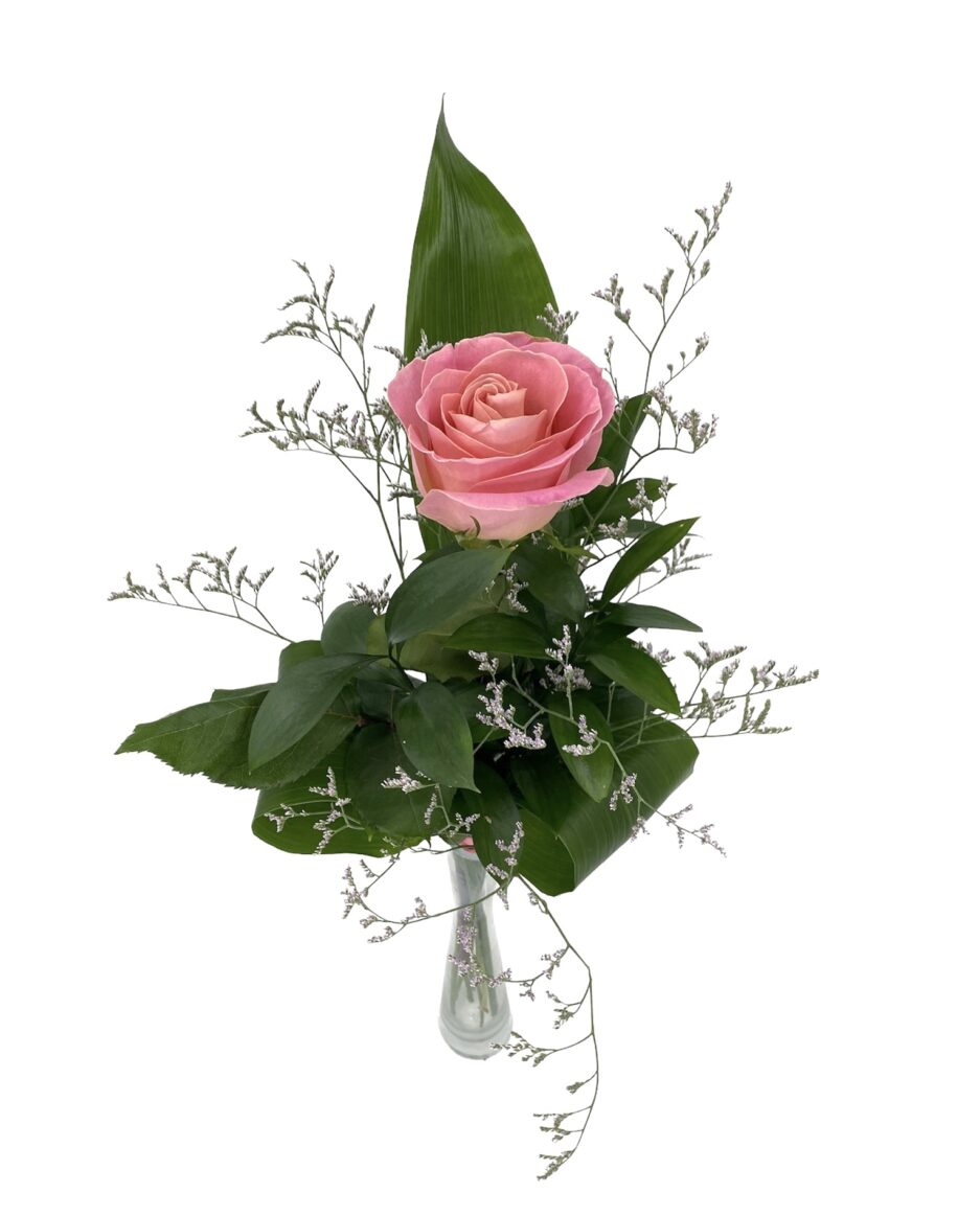 Melocotón, una Rosa rosada individual para regalos y ocasiones especiales